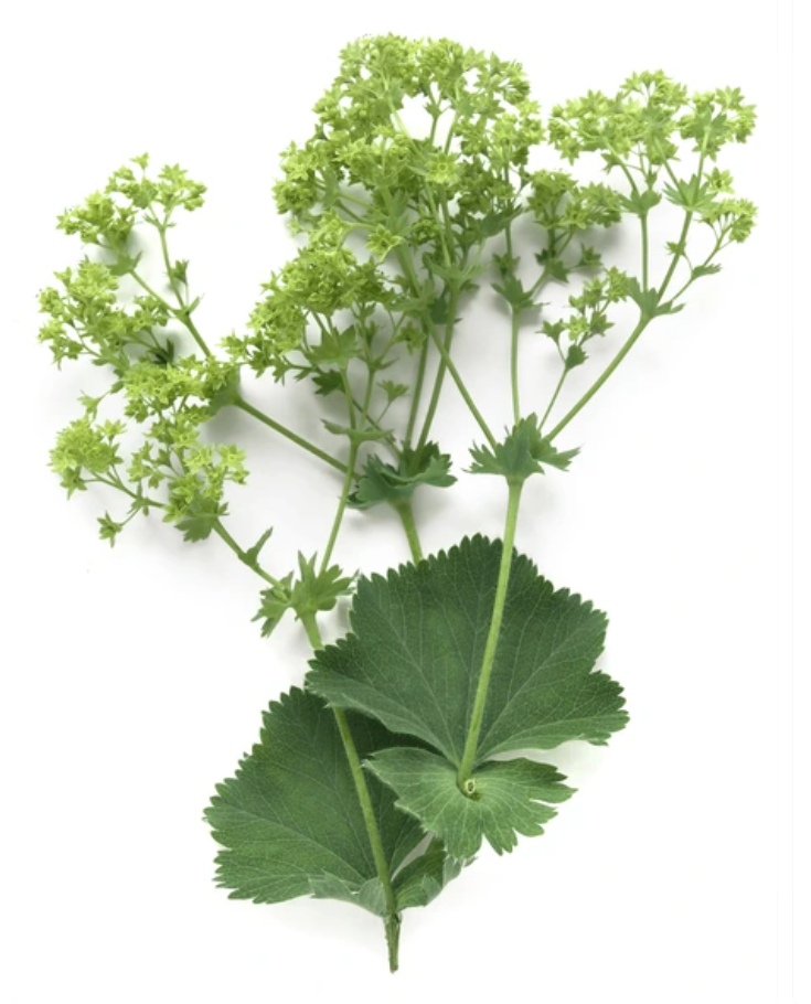 Alchemille