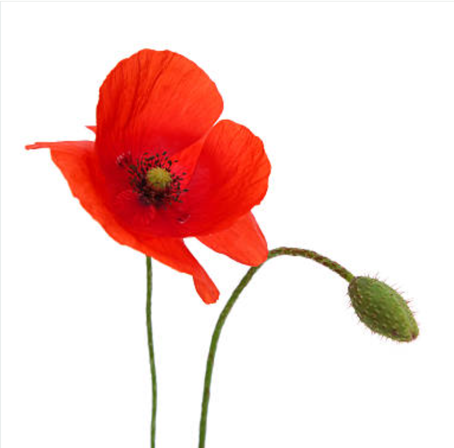 Coquelicot