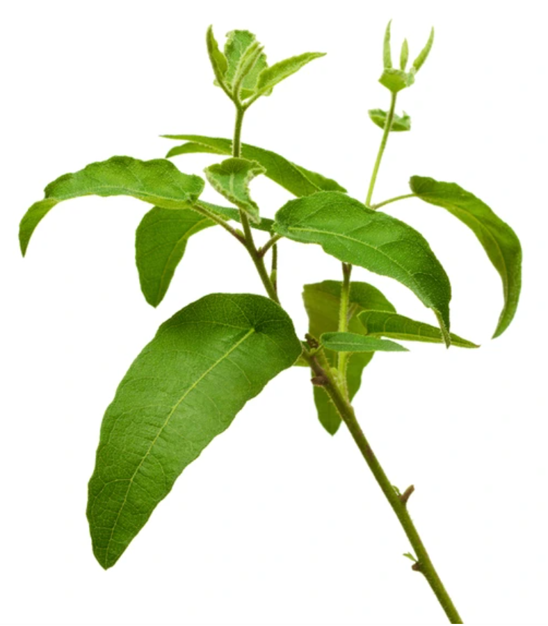 Eucalyptus Citrin