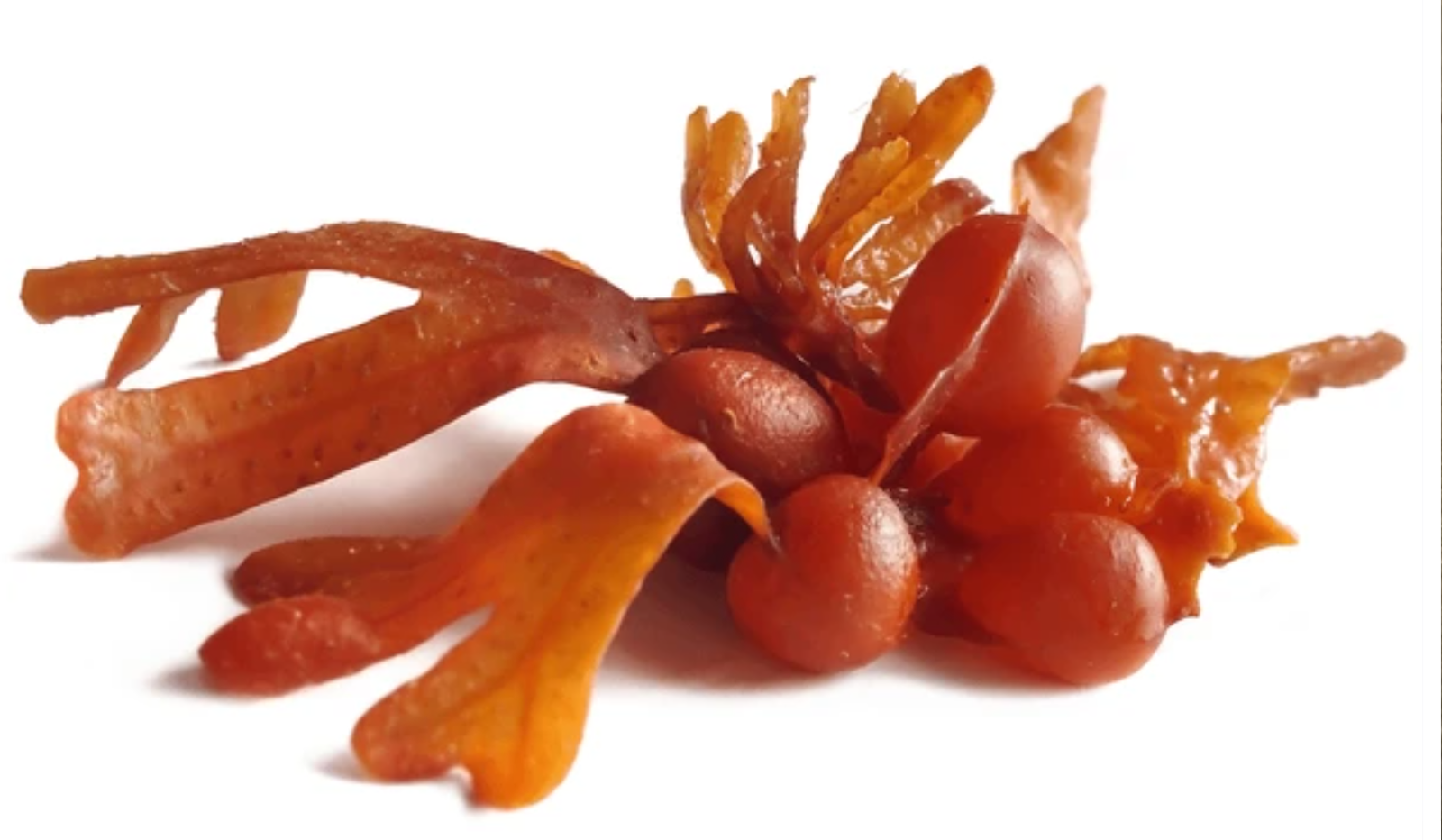 Fucus