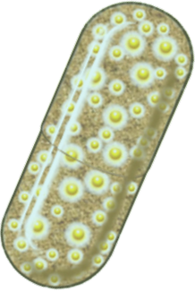 PHYTESCENS Gélule