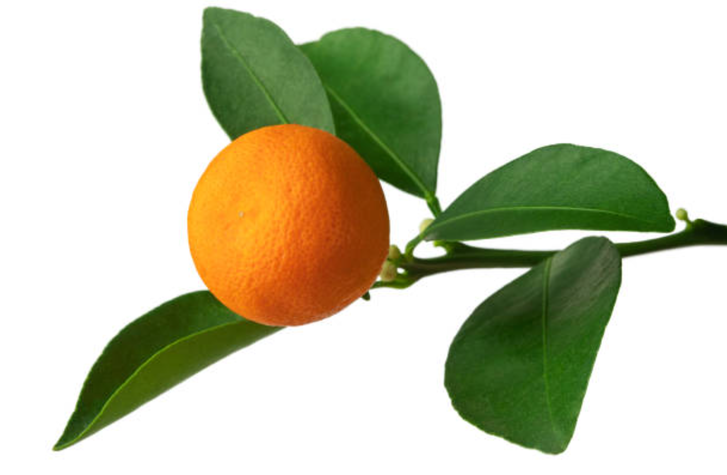 Mandarinier