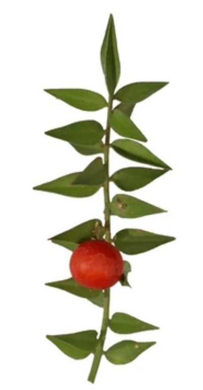 Ruscus aculeatus