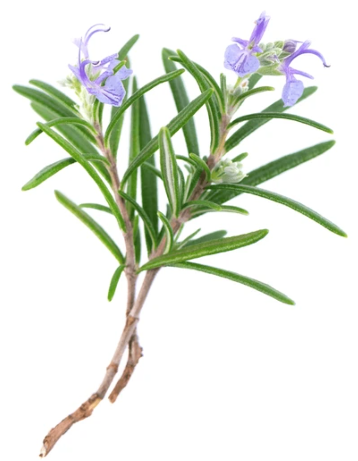 Romarin