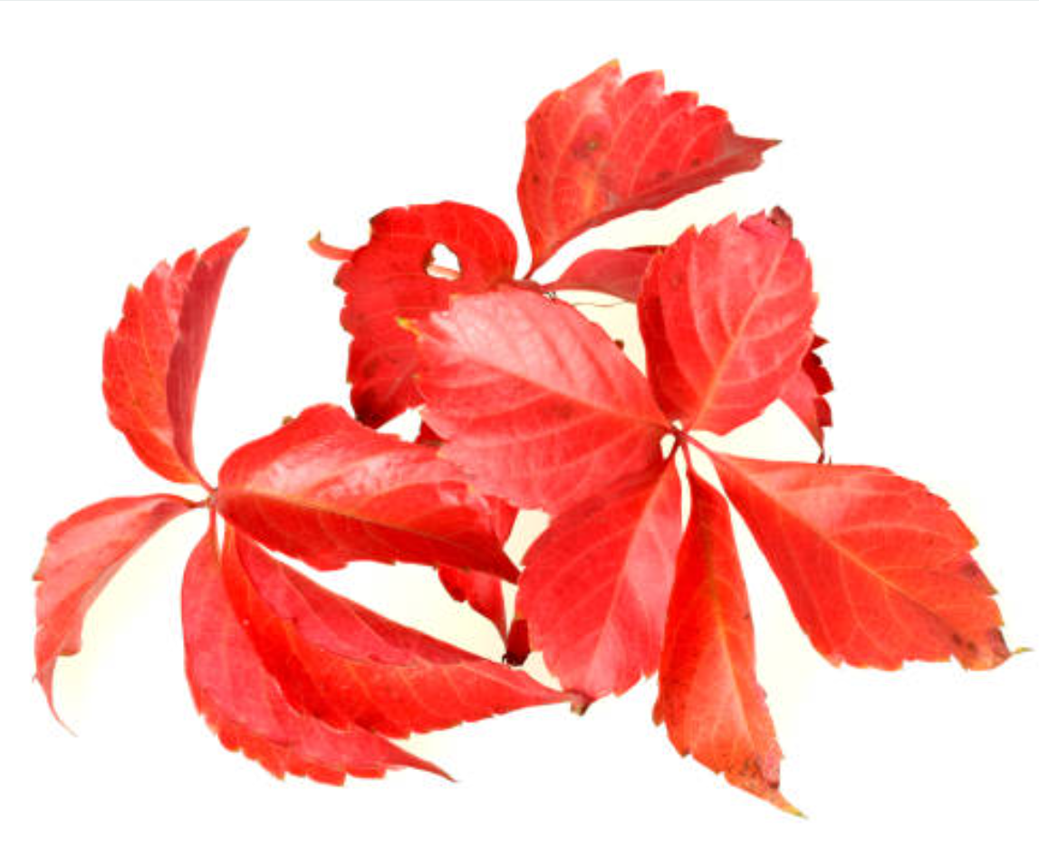 Vigne Rouge